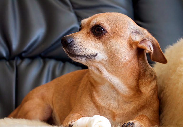 mi perro ocupando mi lugar en el sofá