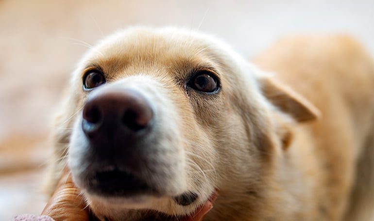 perro con tristeza busca cariño