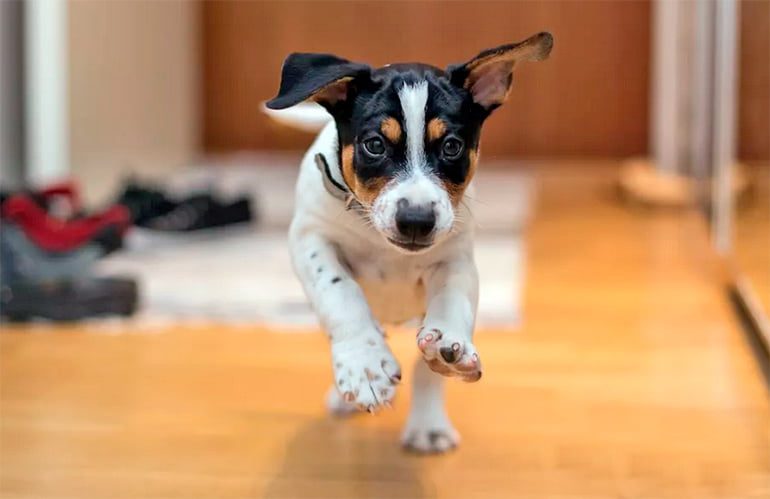 perro corriendo en casa