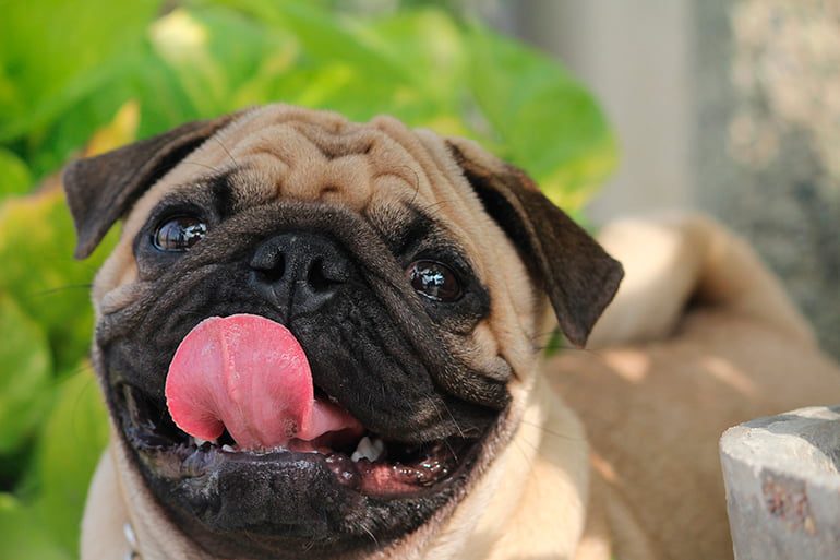 perro-de-raza-pug