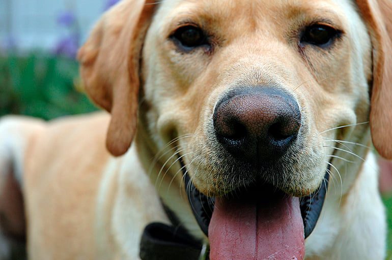perro despues de sufrir fracutra