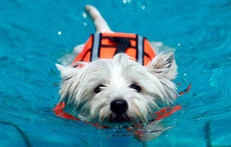 perro en una sesión de fisioterapia