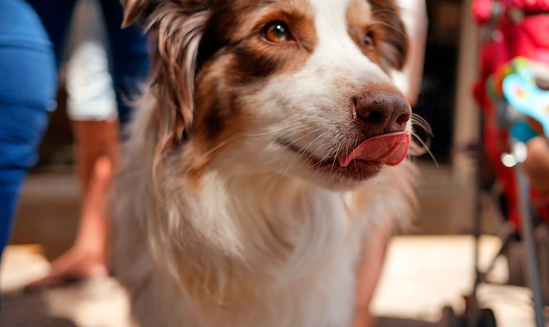 perro lamiendose el hocico