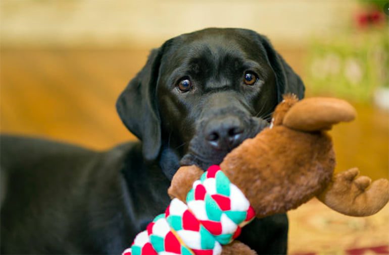 perro-me-trae-su-juguete-favorito