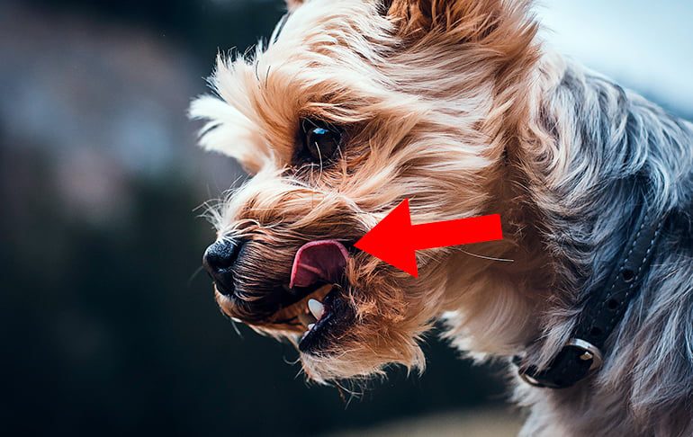 perro-se-lame-los-labios