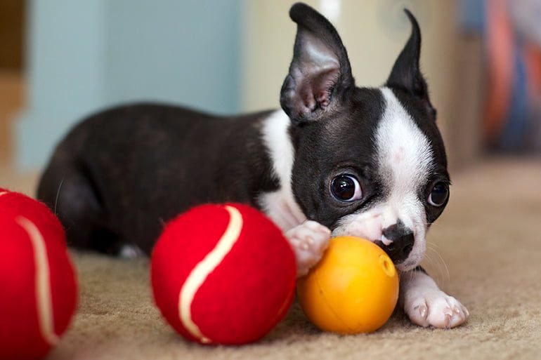 perro trae sus juguetes