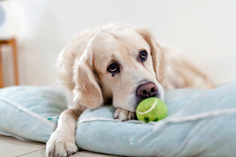 perro-triste-en-su-cama