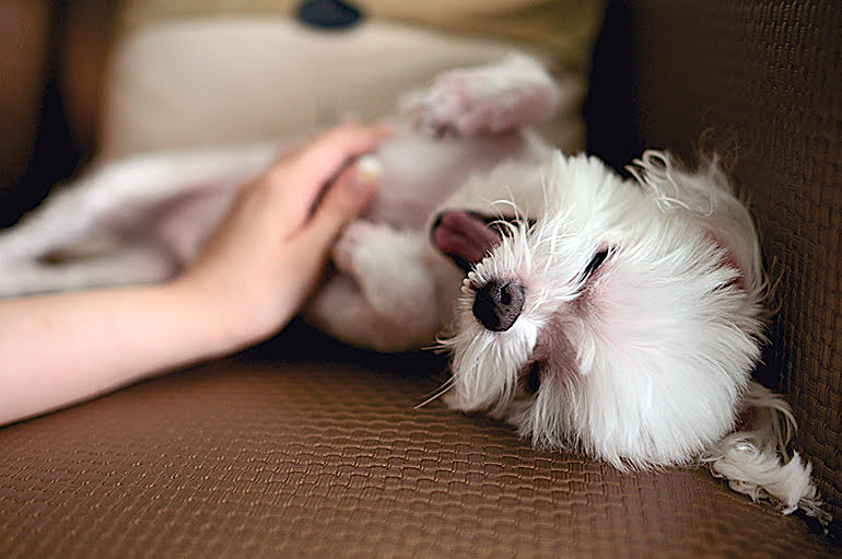 acariciar a un perro