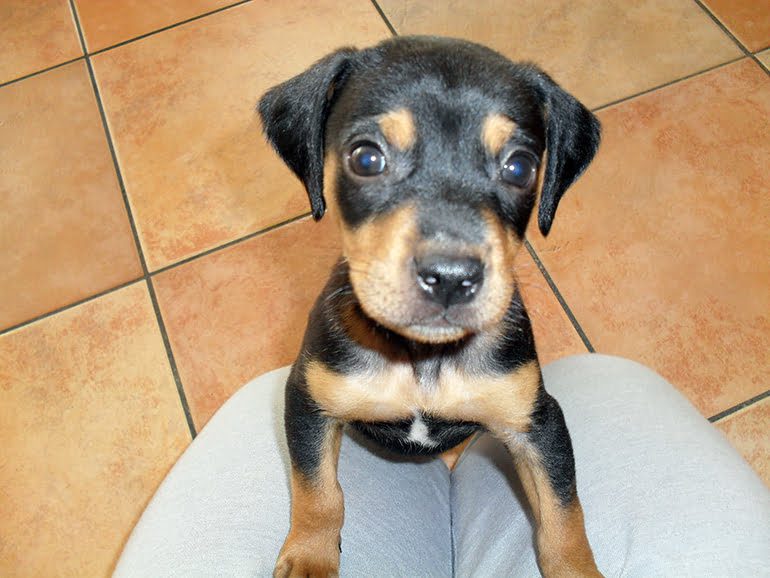 cachorro-de-perro-mestizo