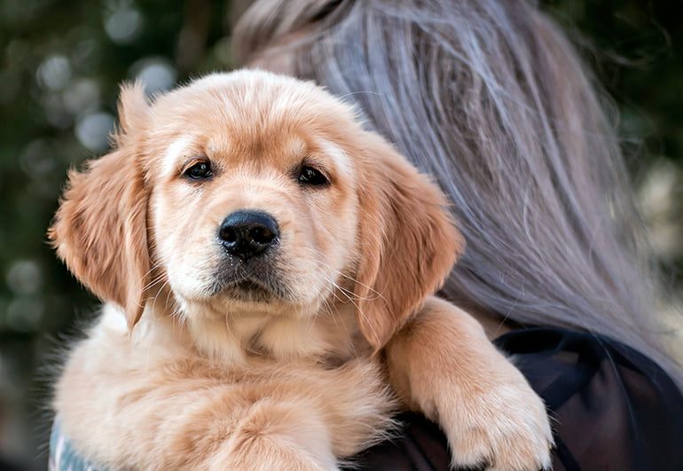 cachorro de raza en brazos