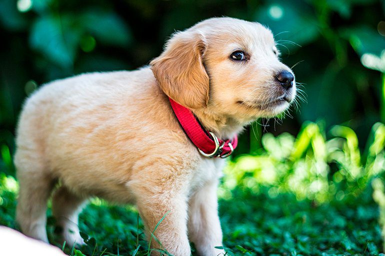cachorro-de-raza-golden-retriever