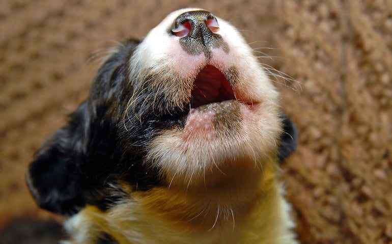 cachorro ladrando a la nada