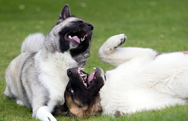 dos perros mordisqueandose sobre el cesped