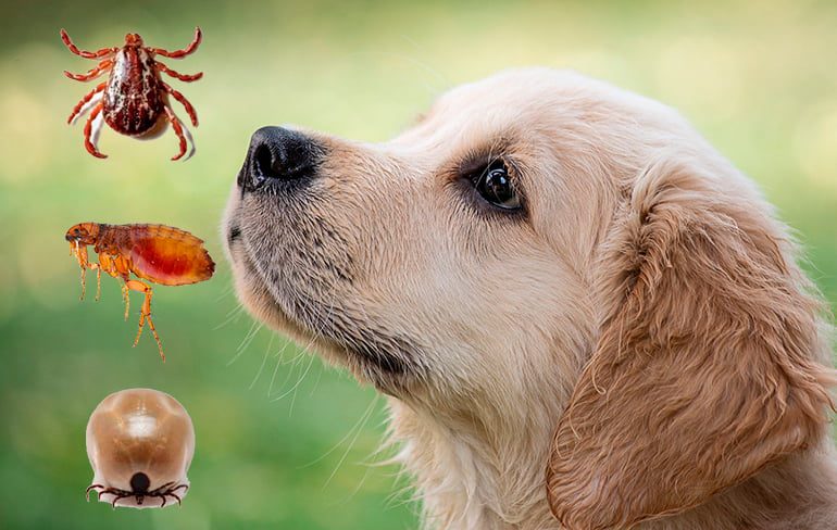 parasitos y perro antipulgas