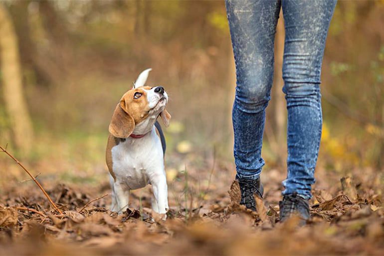 pasear a un perro sin correa