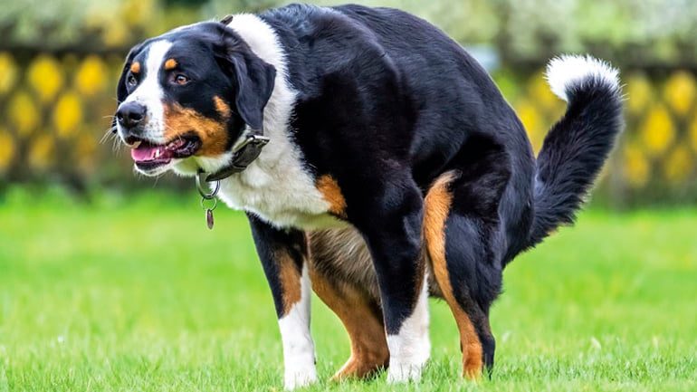 perro adulto estrenido