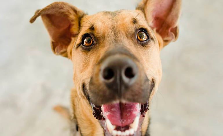 perro atento a su humano