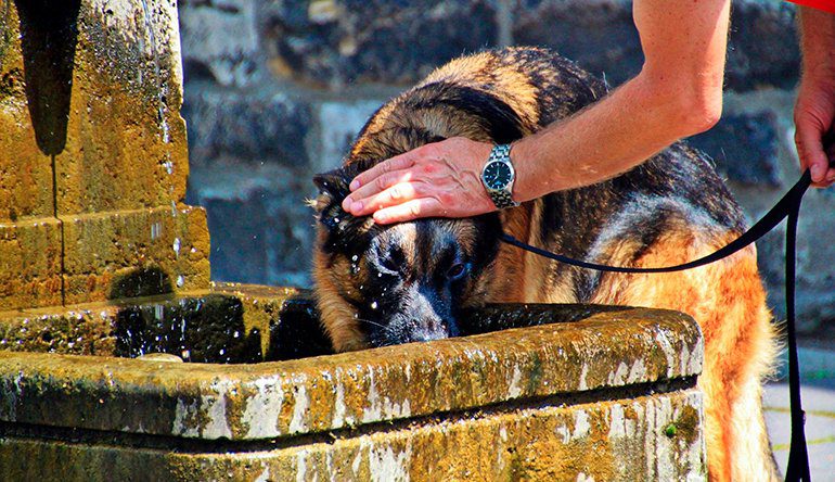 perro-bebe-agua-estancada