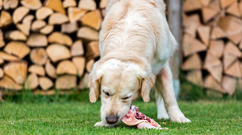 perro comiendo pollo crudo