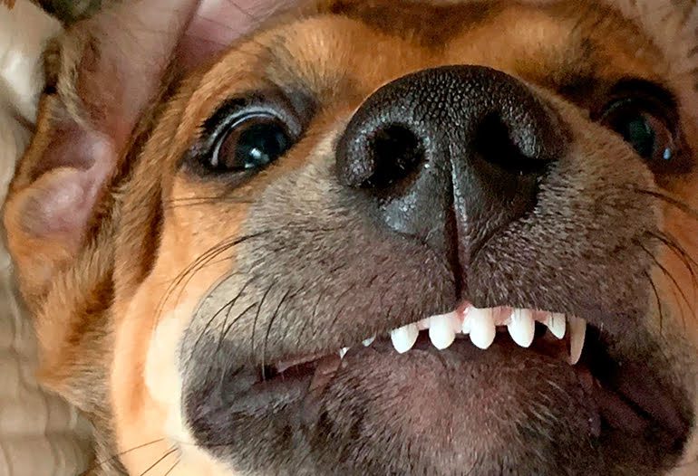 perro con Maloclusion