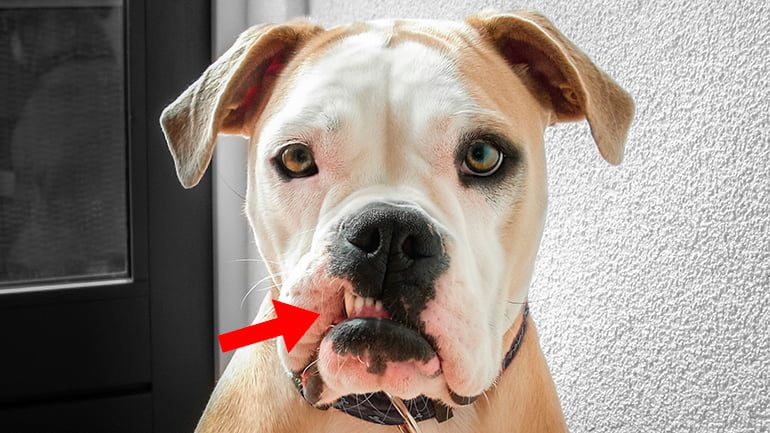 perro-con-boca-torcida-por-los-dientes