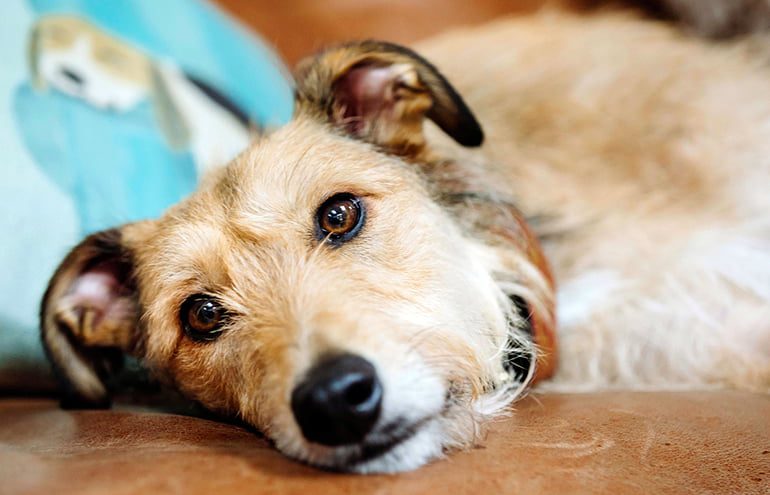 perro con colitis que esta decaido