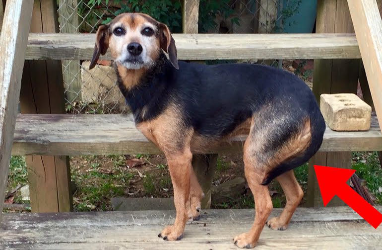 perro-con-la-cola-escondida