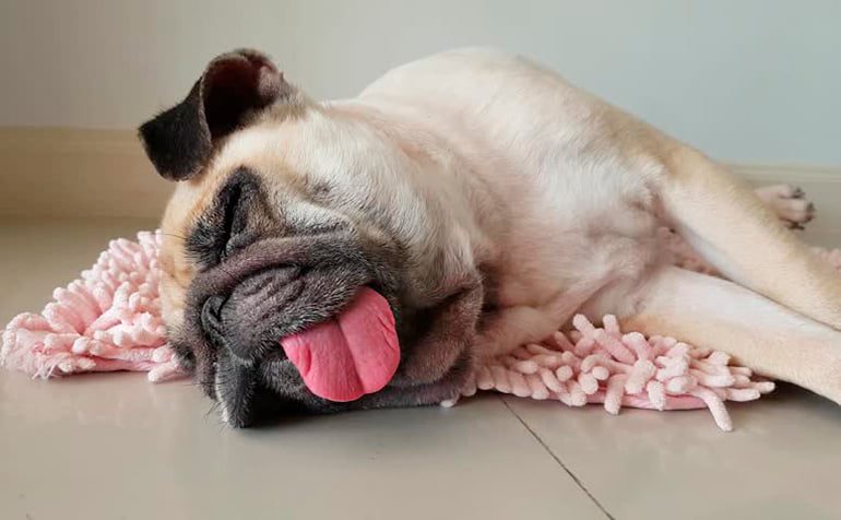 perro dormido con la lengua fuera