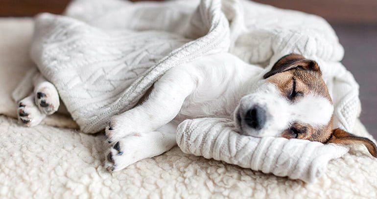 perro duermiendo y temblando