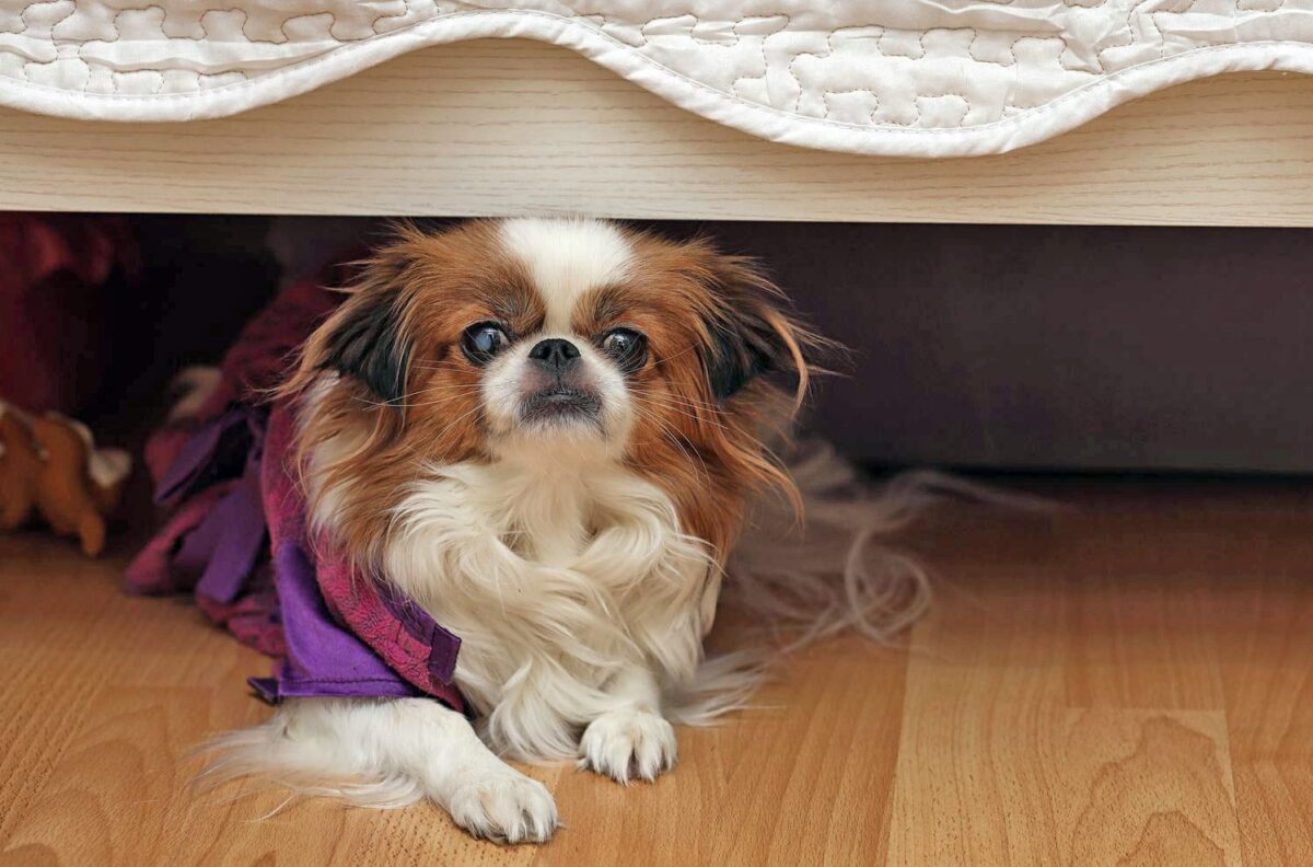 perro-escondido-bajo-la-cama
