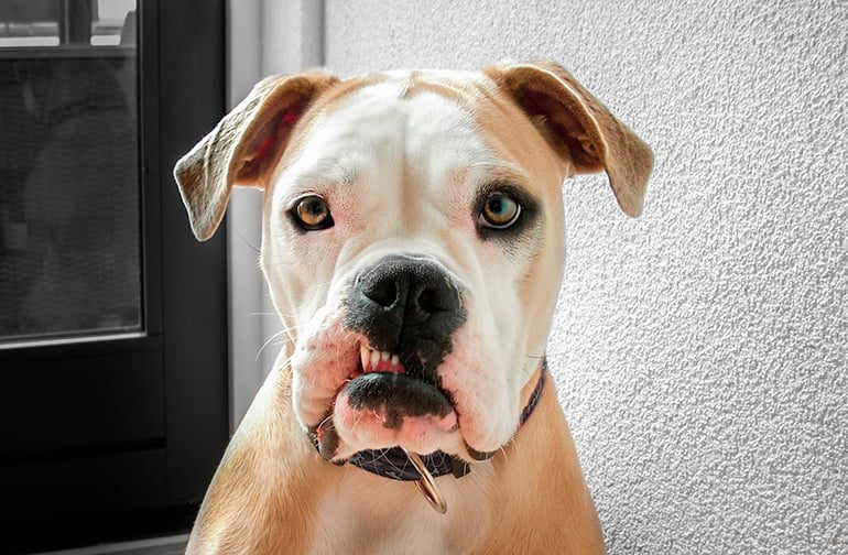 perro-guapo-observando