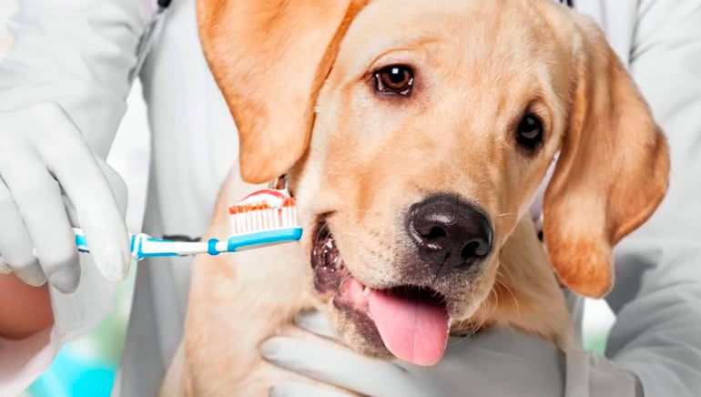 perro junto a cepillo de dientes con pasta