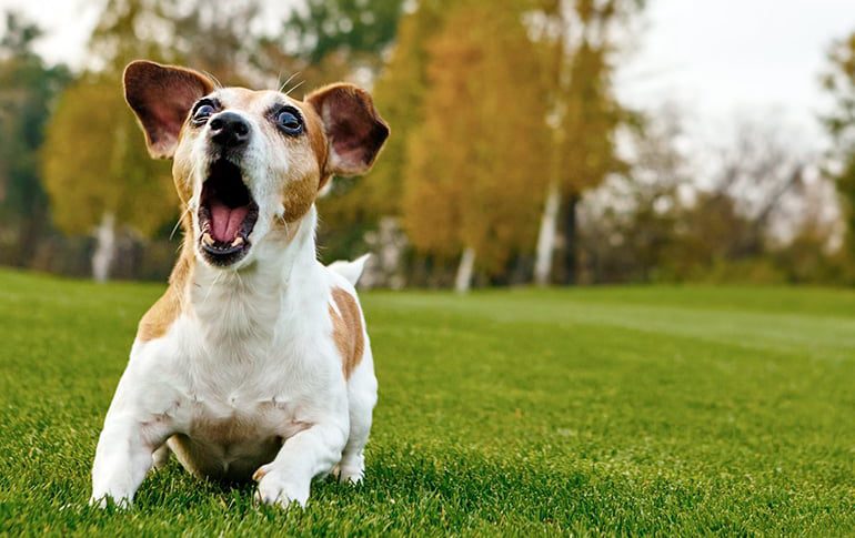 perro-ladrando-y-moviendo-la-cola