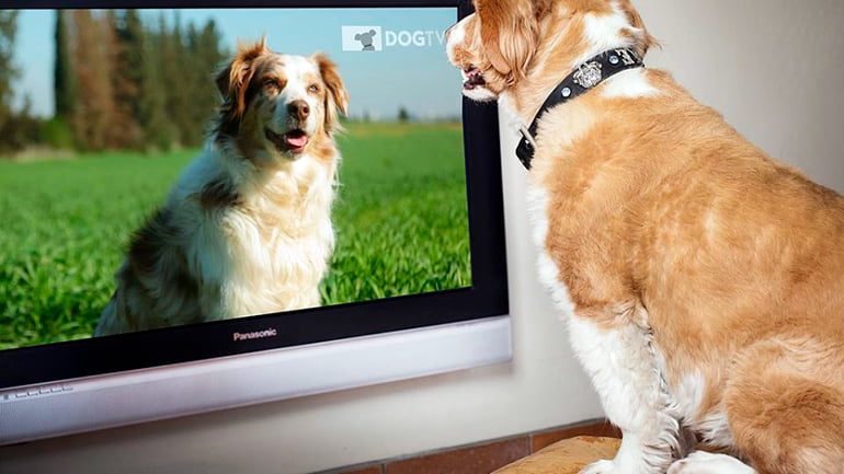 perro mirando la tv