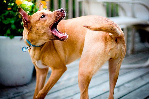 perro-mordiendo-su-cola