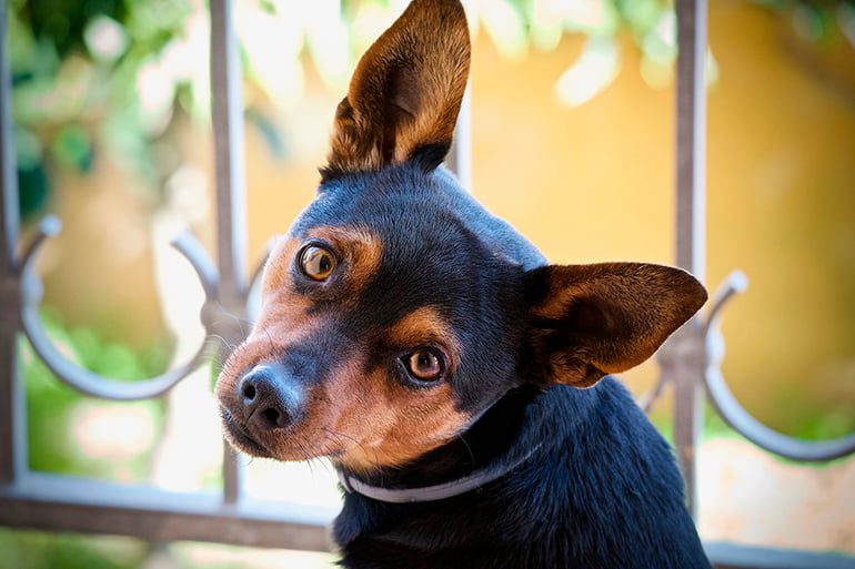 perro observando a su humano