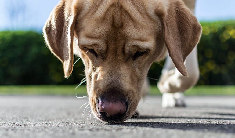 perro olfateando feromonas