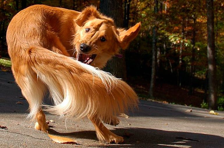 perro que persigue su cola