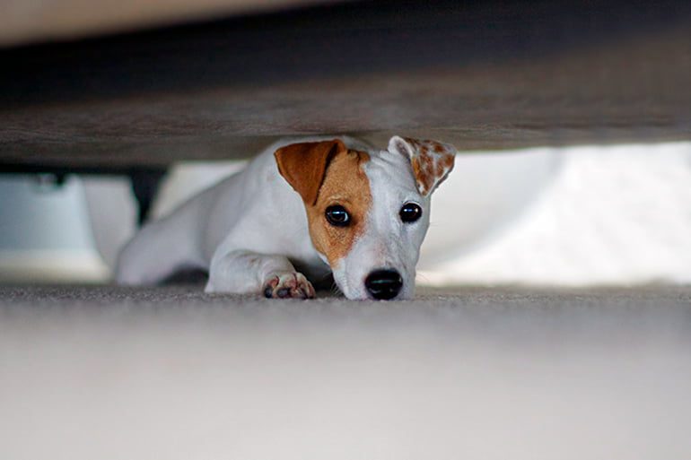 perro se esconde debajo de la cama