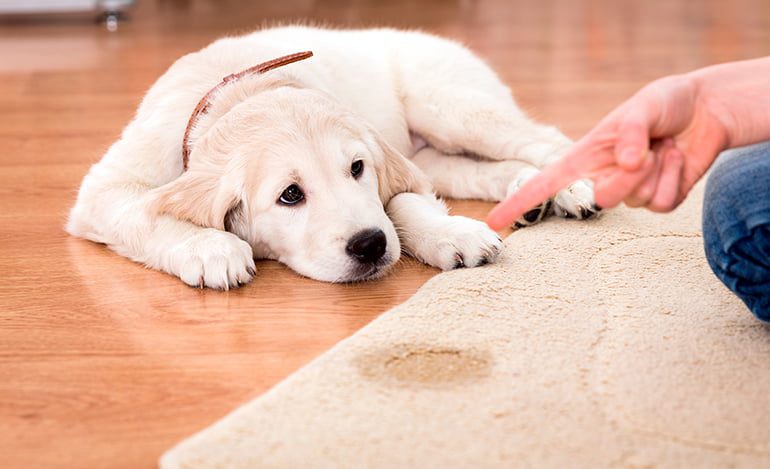 perro se orina por la emoción cuando lo acaricio
