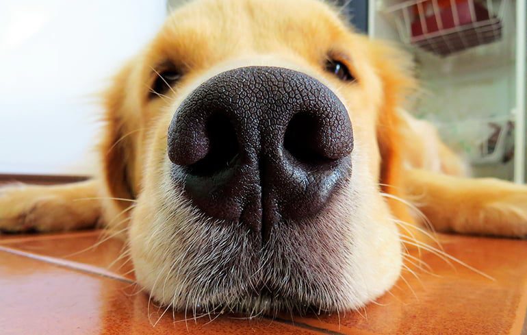 perro-tranquilo-tras-el-uso-de-feromonas-sintéticas