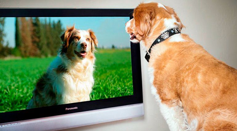 perro-viendo-la-tv
