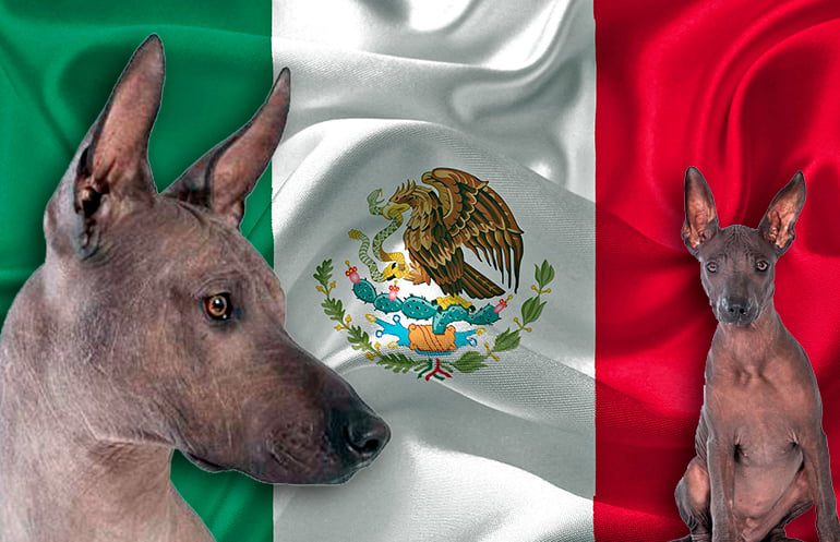 perros con bandera mexicana