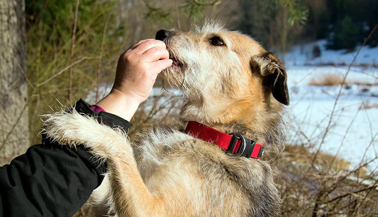 saludando-a-un-perro-desconocido
