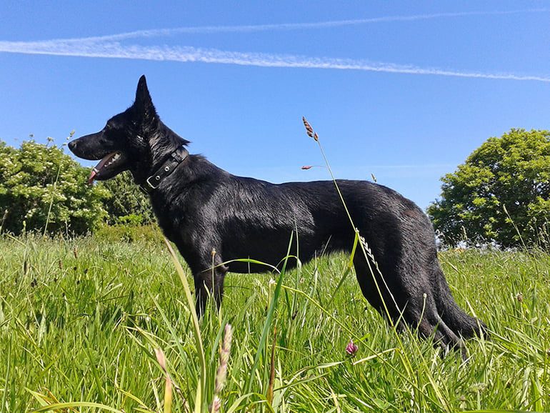 Can-de-palleiro-de-capa-negra