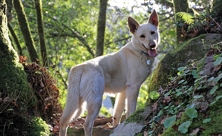 Perro Can de palleira