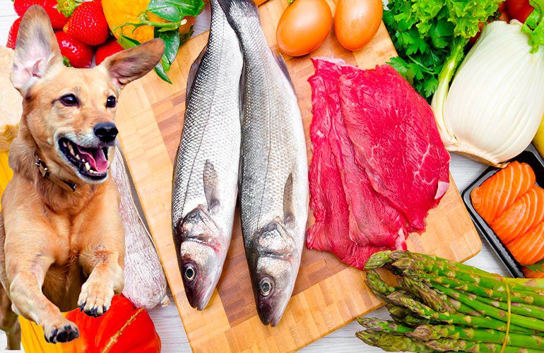 alimentos para perros