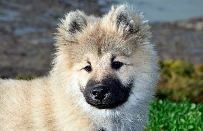 cachorro de Eurasier