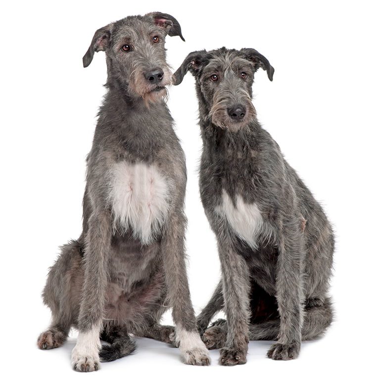 pareja-de-perros-de-raza-lebrel-irlandés