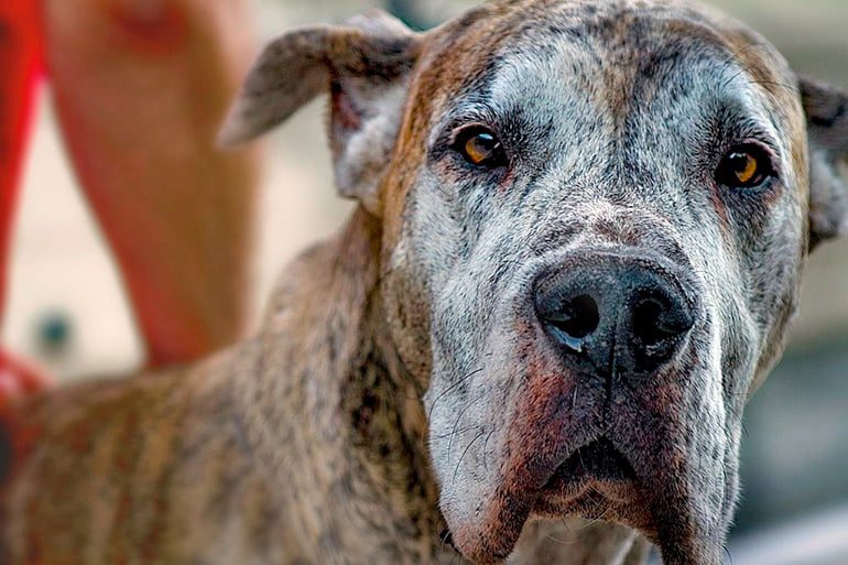 perro anciano